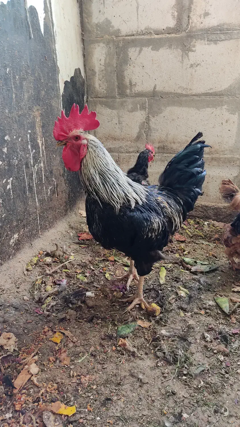 خروس فروشی|حیوانات مزرعه|بروجن, |دیوار