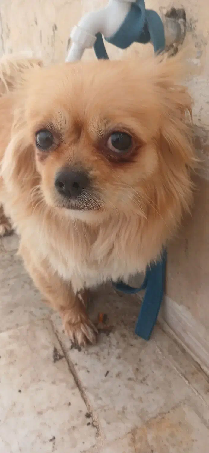 واگذاری سگ .|سگ|اسلامآباد غرب, |دیوار