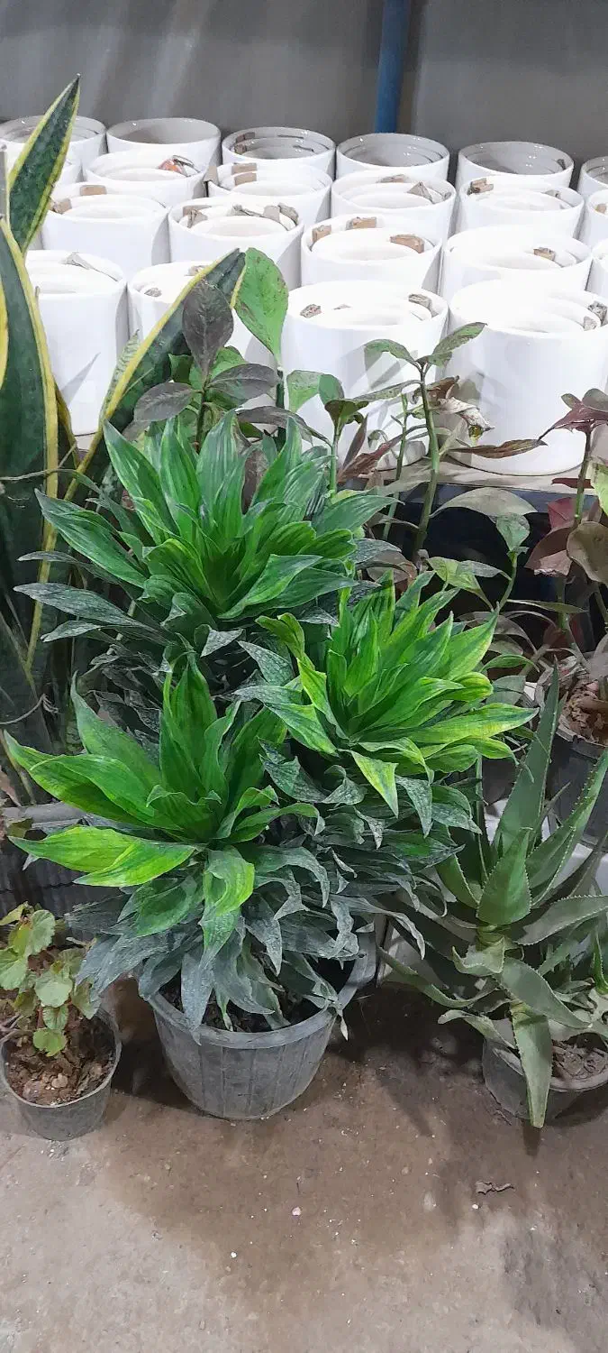 گل وگلدان|گل و گیاه طبیعی|مشهد, رده|دیوار