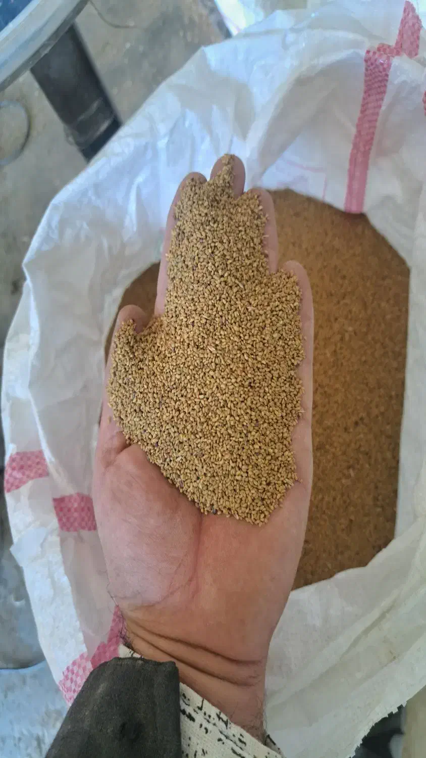 فروش بذر یونجه اصل همدان پا بلند|عمدهفروشی|بیله سوار, |دیوار