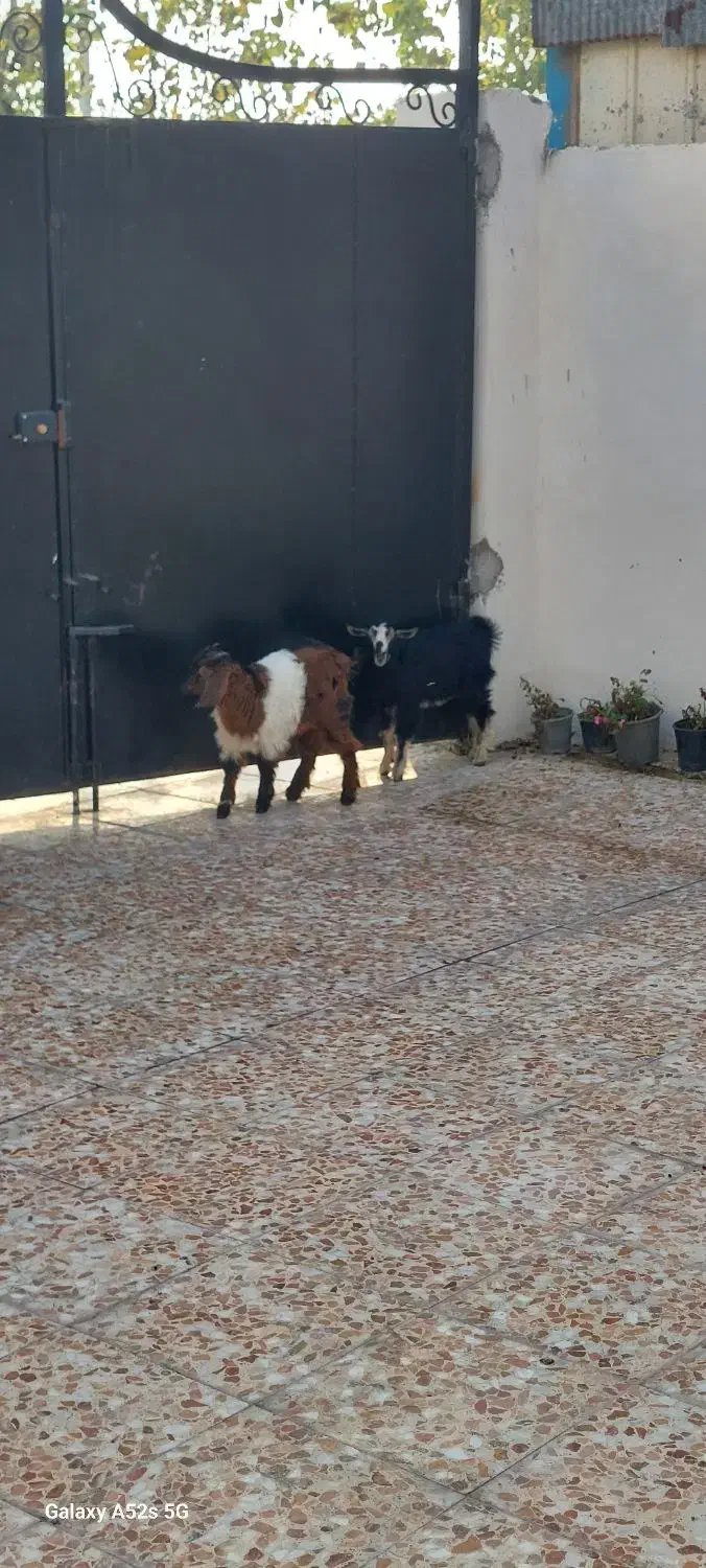 فروش دوعدد بز جوان نر وماده|حیوانات مزرعه|آستانه اشرفیه, |دیوار