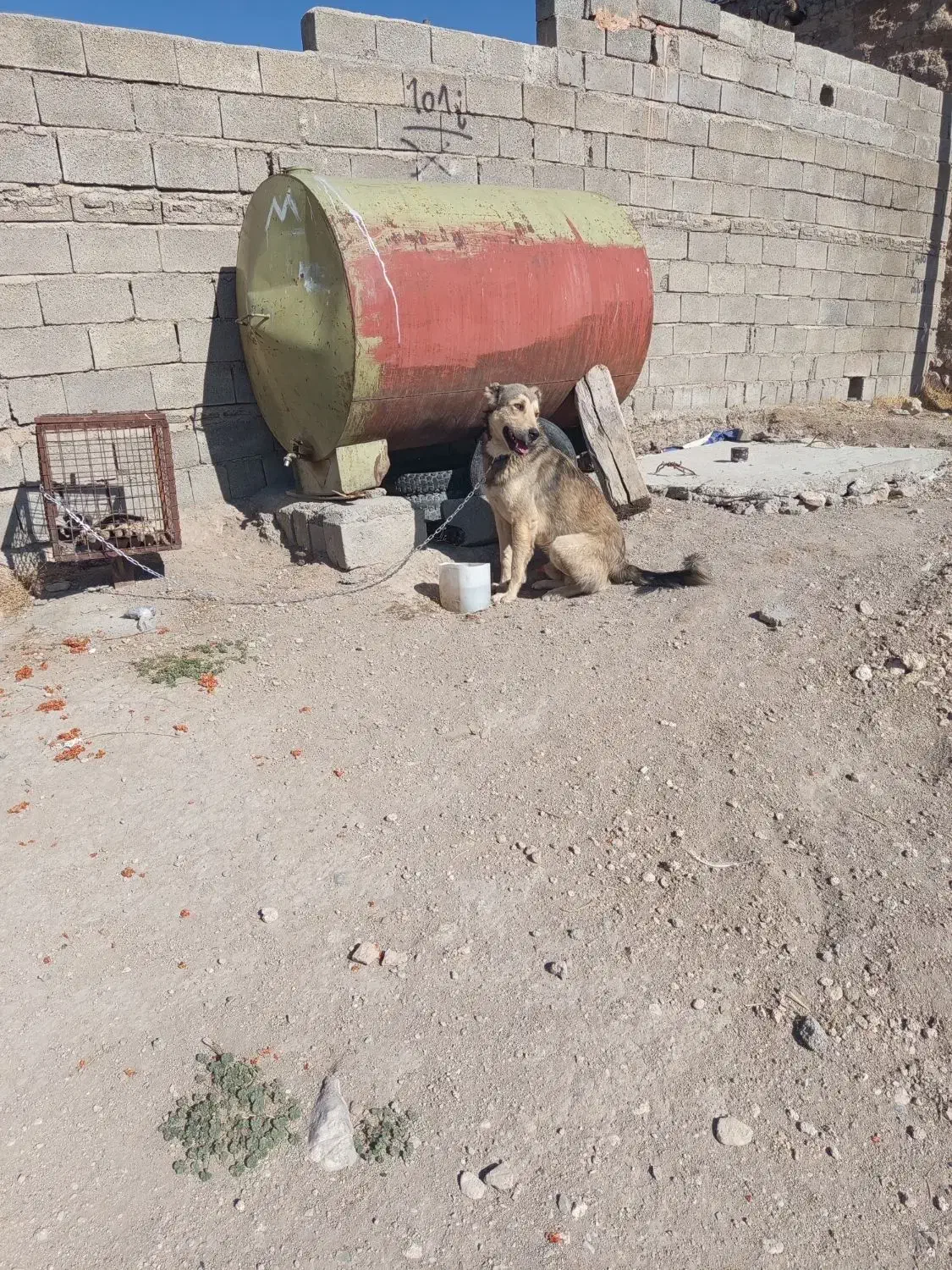 سگ گله و نگهبان چهارده ماهه|سگ|کشاورز, |دیوار