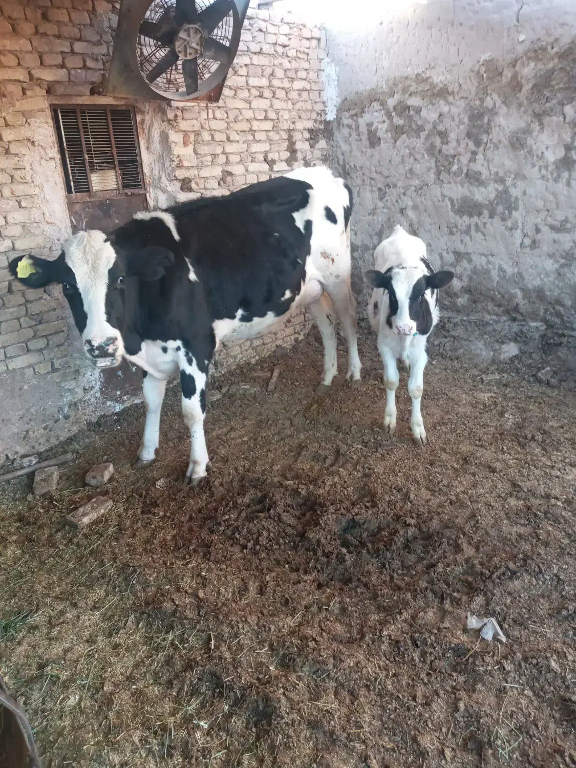 فروش گاو|حیوانات مزرعه|یزد, |دیوار