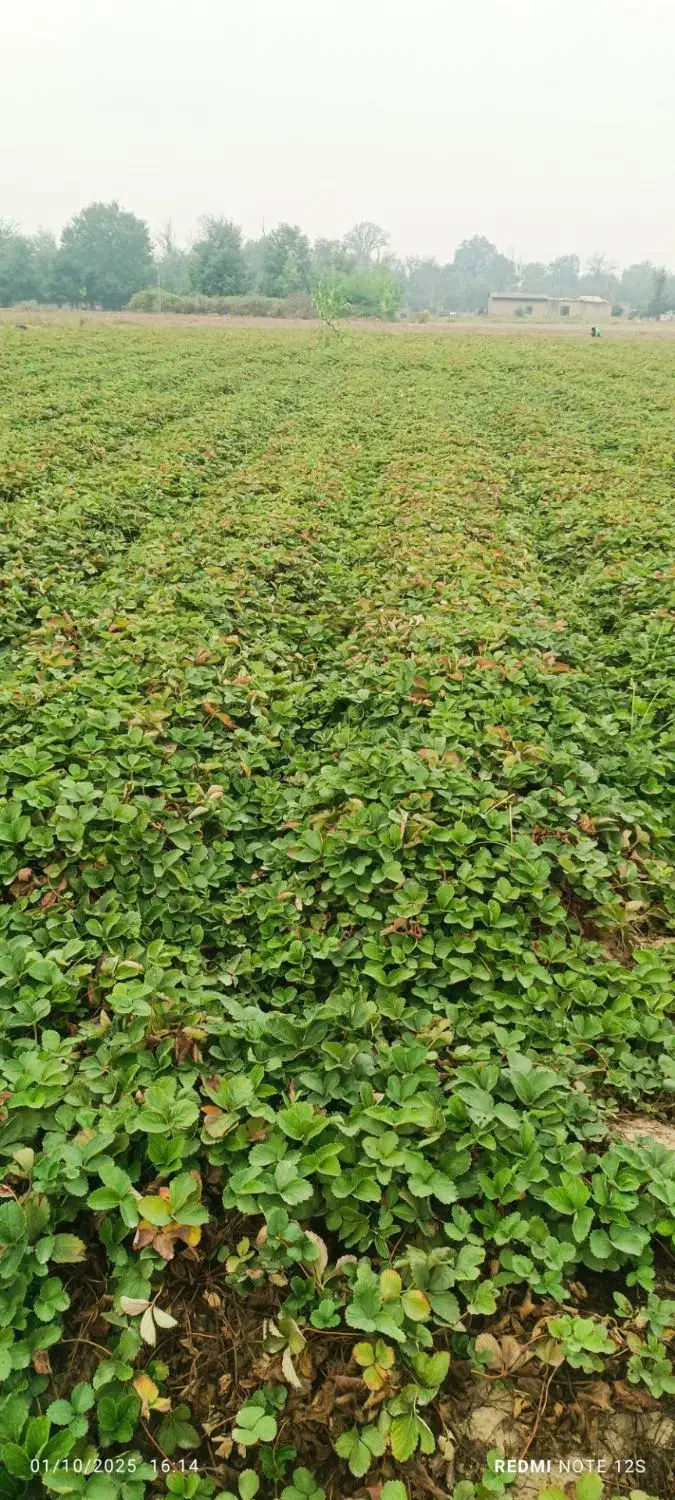 نهال پر|گل و گیاه طبیعی|دلند, |دیوار