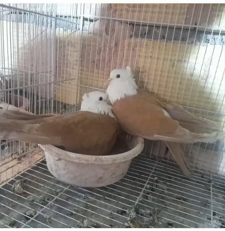 کلاغ کربلایی کله سفید کاکلی|پرنده|سبزوار, قلعه‌نو دهزار|دیوار