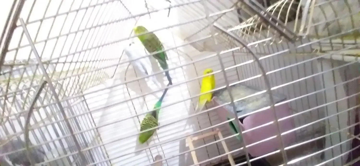 مرغ عشق|پرنده|محمدشهر, زیبادشت|دیوار