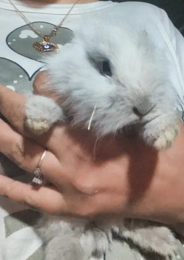 خرگوش های زیبا وباهوش|موش و خرگوش|قائم‌شهر, |دیوار