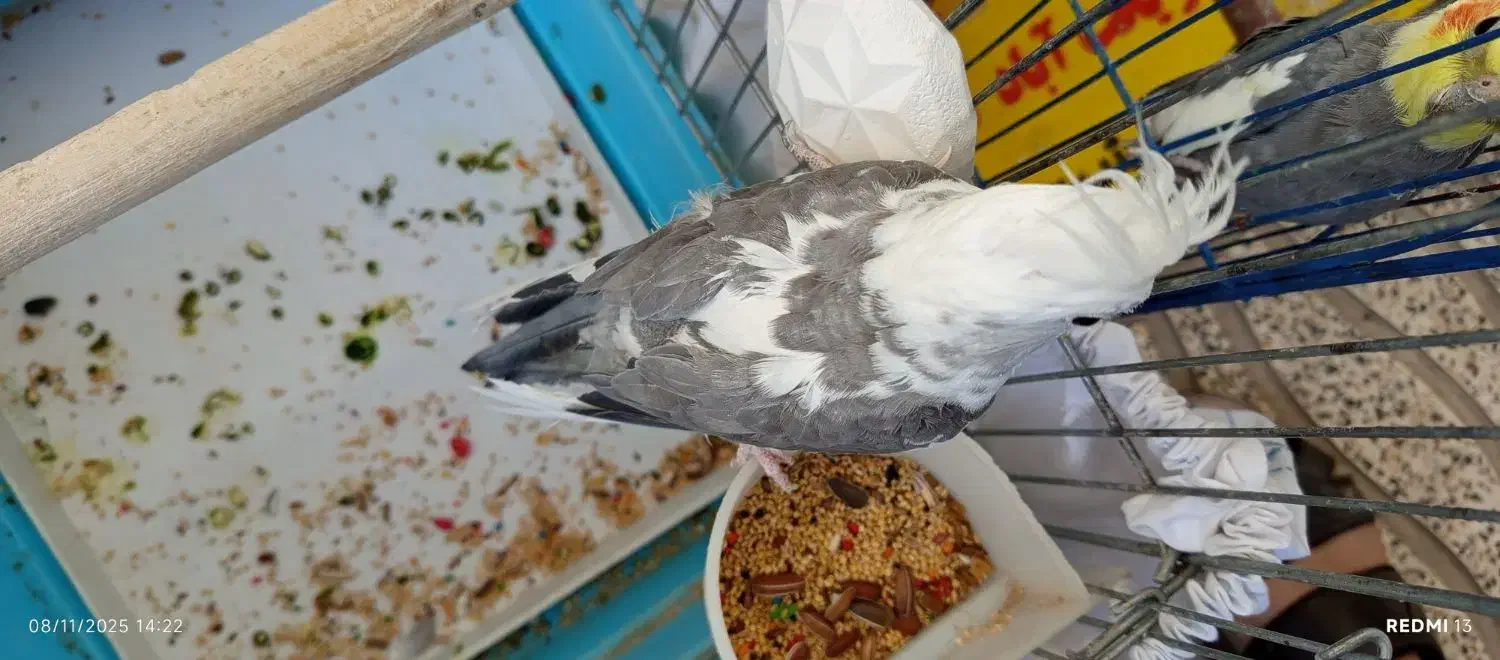 عروس هلندی ماده البینو دوکت مولد کارداده|پرنده|کوهدشت, |دیوار