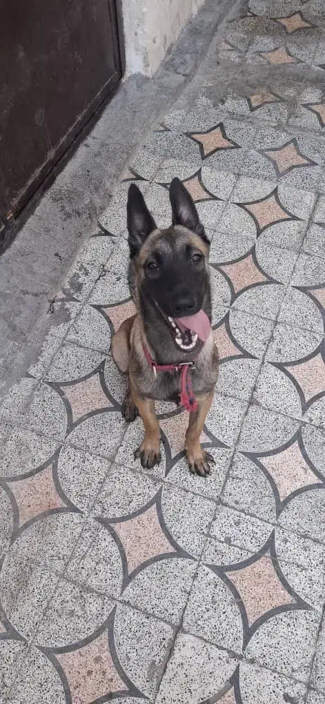 سگ مالینیوز|سگ|بندرعباس, |دیوار