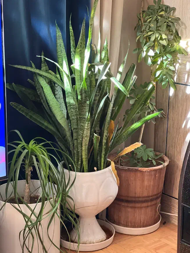 گل و گیاه|گل و گیاه طبیعی|شیراز, کوشک میدان|دیوار