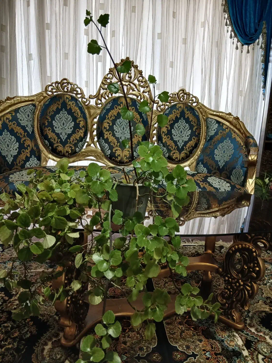 گل پیچک سوئدی و گل اشرفی|گل و گیاه طبیعی|شاهین‌شهر, شهرک سایت|دیوار