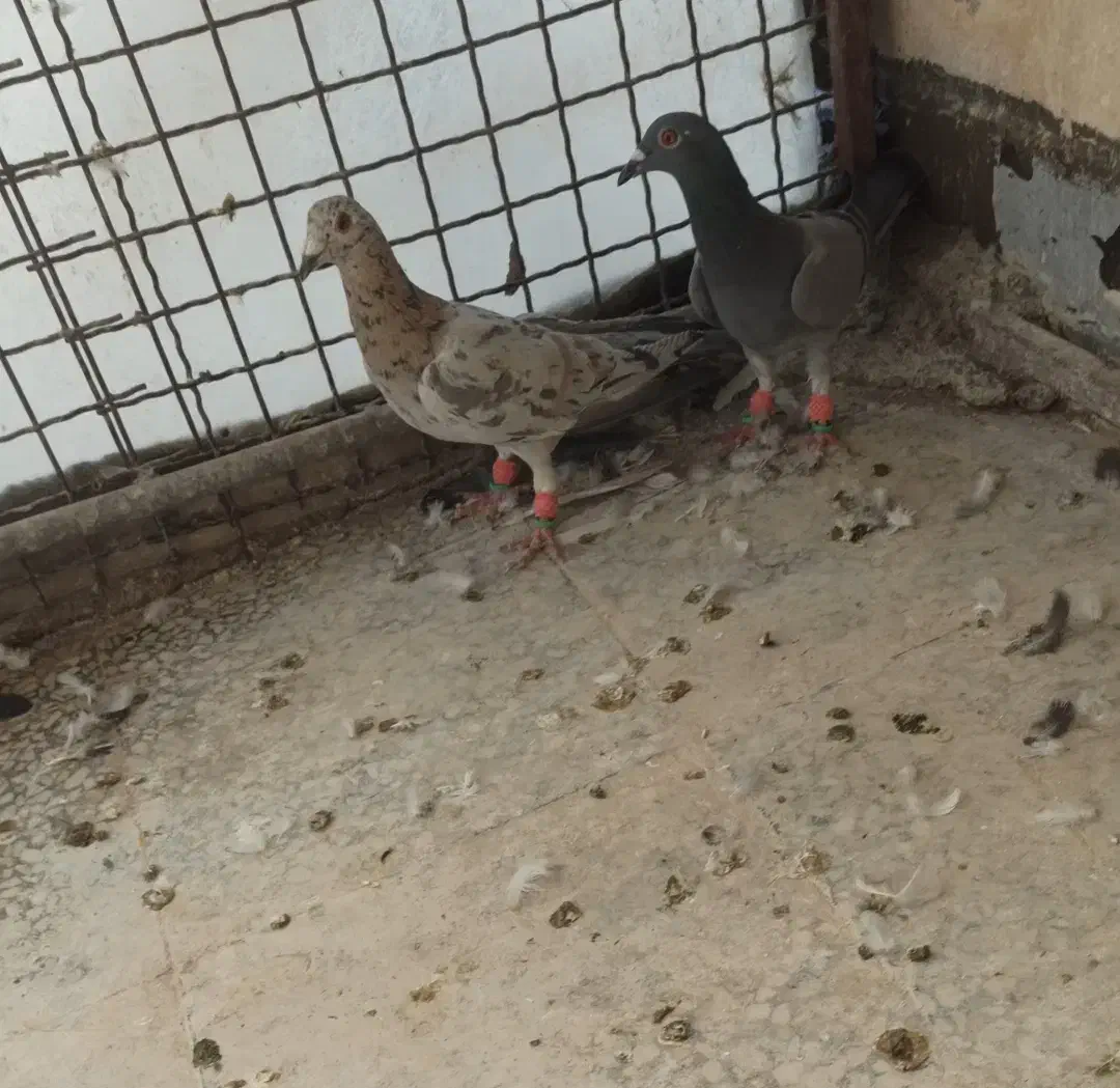 یک جفت هفت رنگ آث|پرنده|محمدیه-قزوین, |دیوار