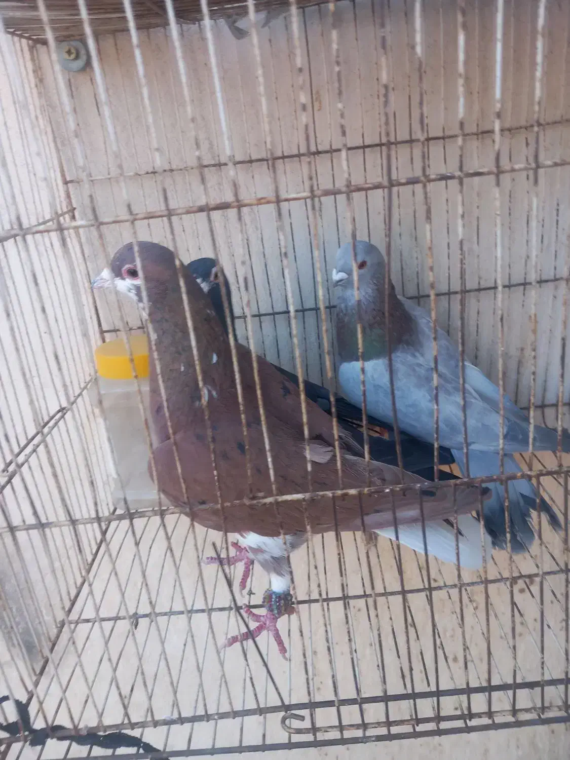 سار ..ساده|پرنده|مشهد, رضاییه|دیوار