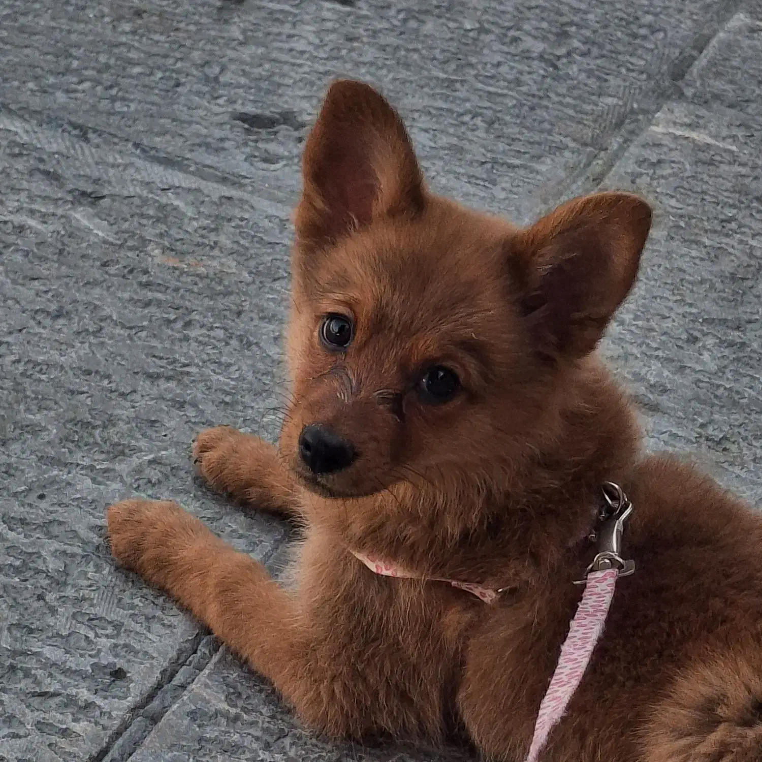 سگ پامر اشپیتز ۳ تومن|سگ|خمینیشهر, |دیوار