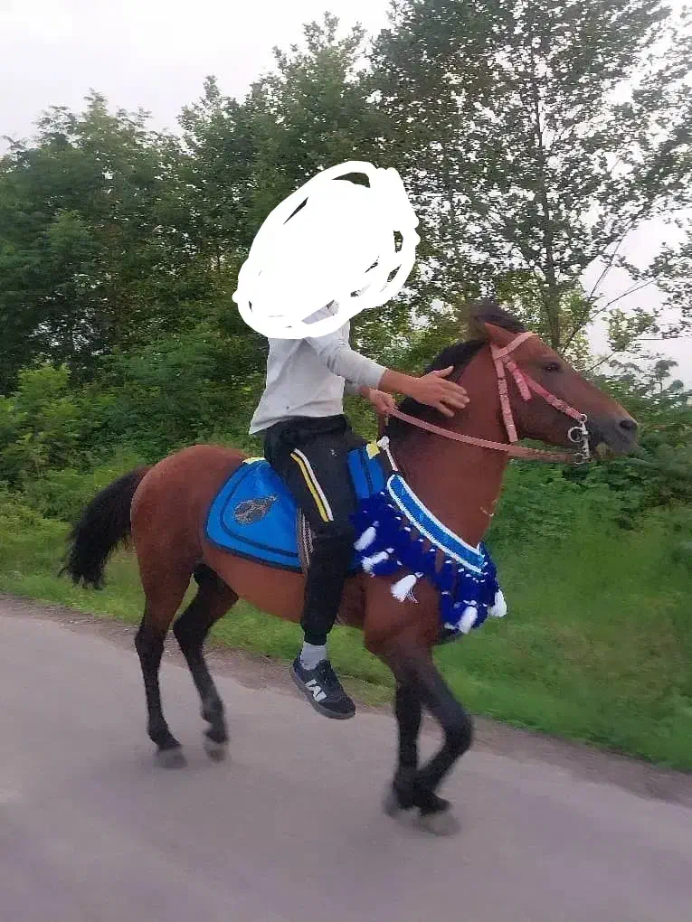 اسب کهر سواری|اسب و تجهیزات اسب‌سواری|سیاهکل, |دیوار