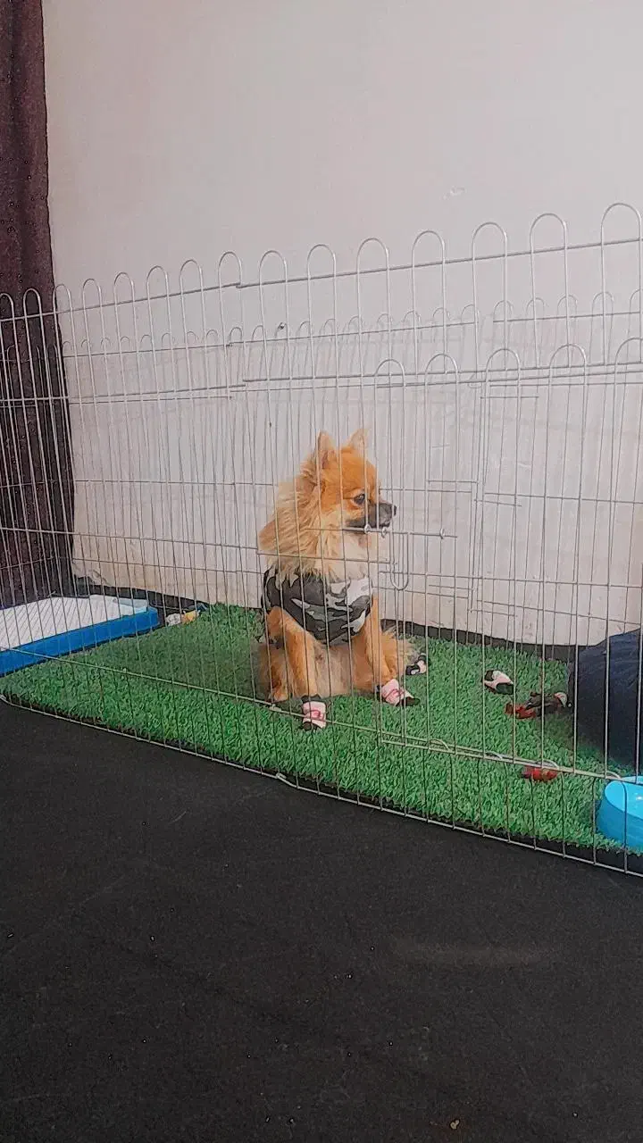 سگ پامرین خوشکل|سگ|تربت‌حیدریه, رضاشهر|دیوار