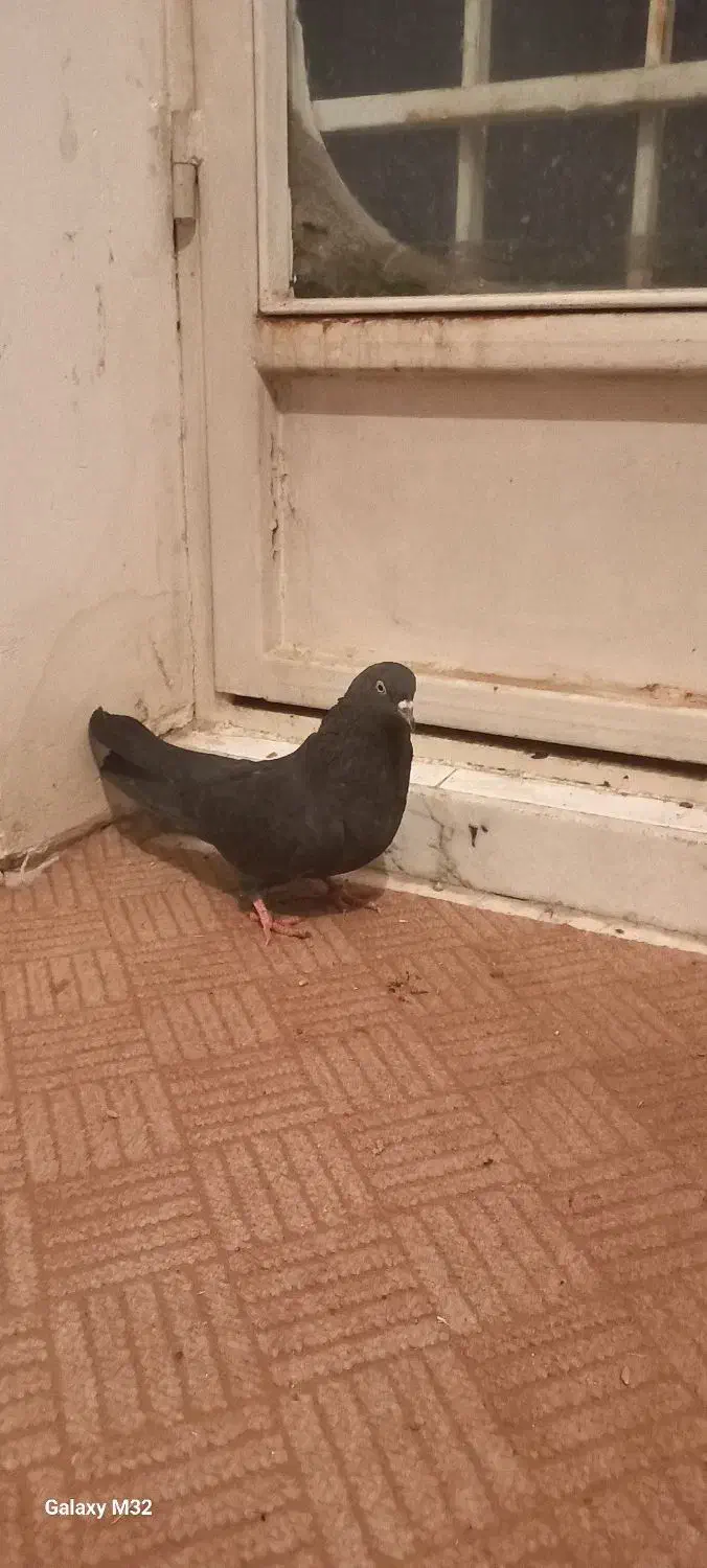 کبوتر اصفهانی|پرنده|برخوار, |دیوار