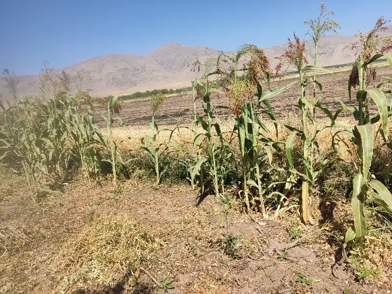 جارو|جاروبرقی، جارو شارژی، بخارشو|فیروزآباد (لرستان), |دیوار
