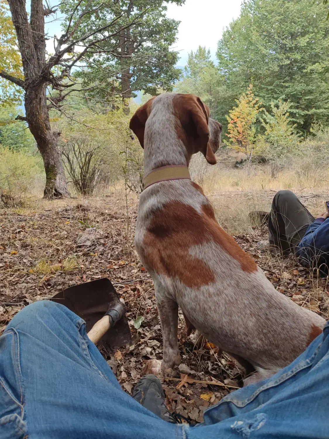 توله شکاری ترافل|سگ|گلی داغ, |دیوار