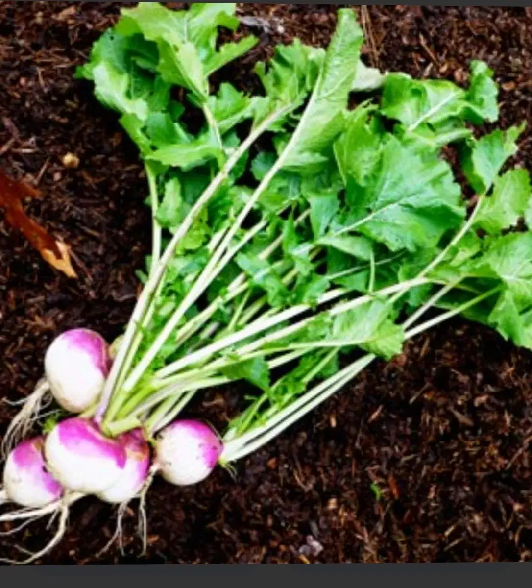 شلم تازه درجه یک (شلغم)|خوردنی و آشامیدنی|شباب, |دیوار