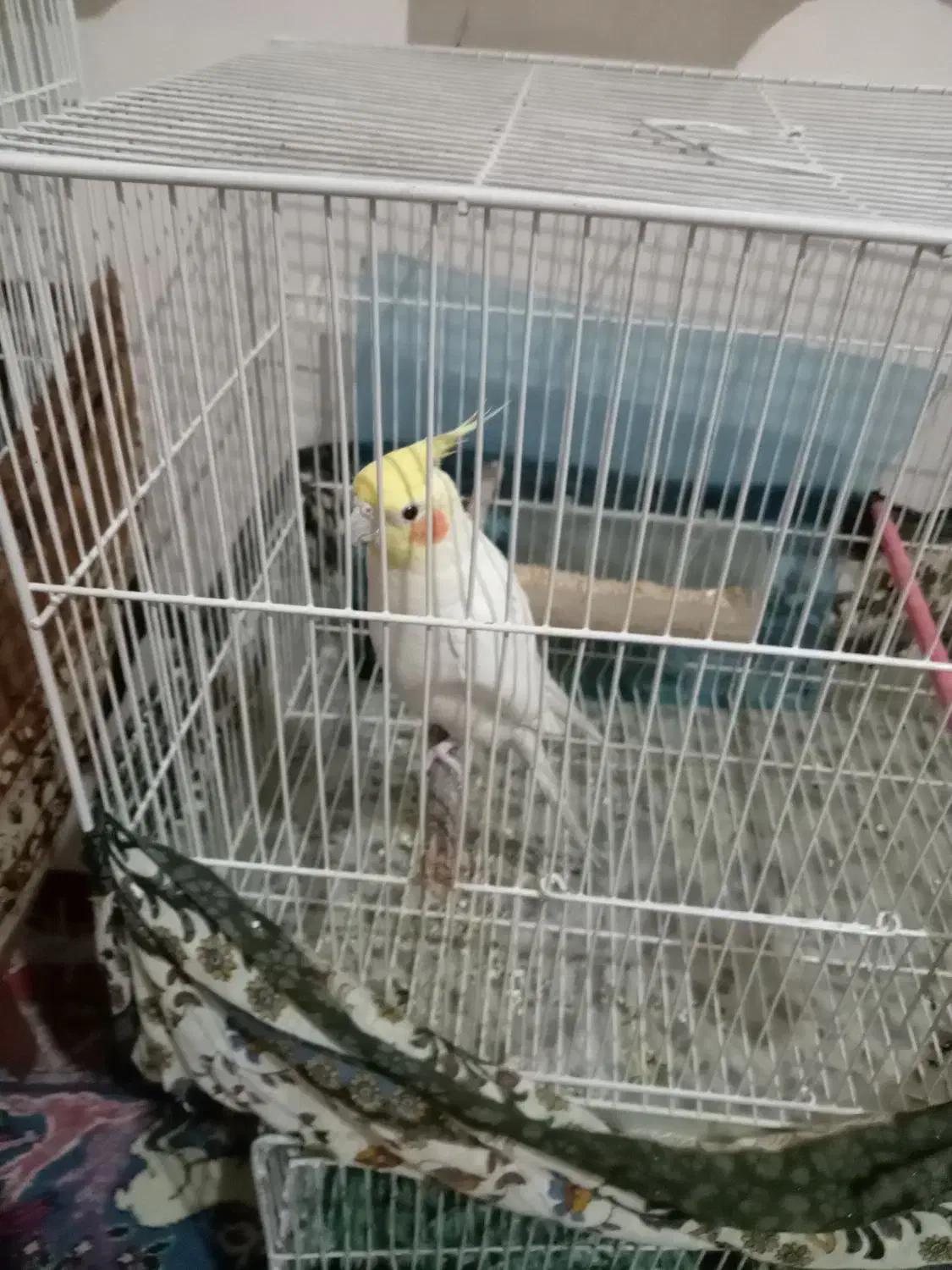 عروس هلندی ومرغ عشق|پرنده|مشهد, جاهد شهر|دیوار