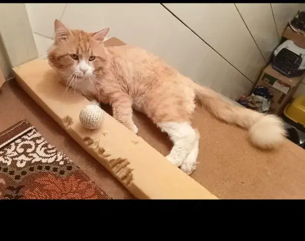 گمشده|حیوانات|بهبهان, |دیوار