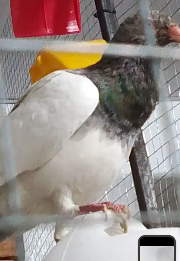 یهودی سرور|پرنده|بهبهان, |دیوار