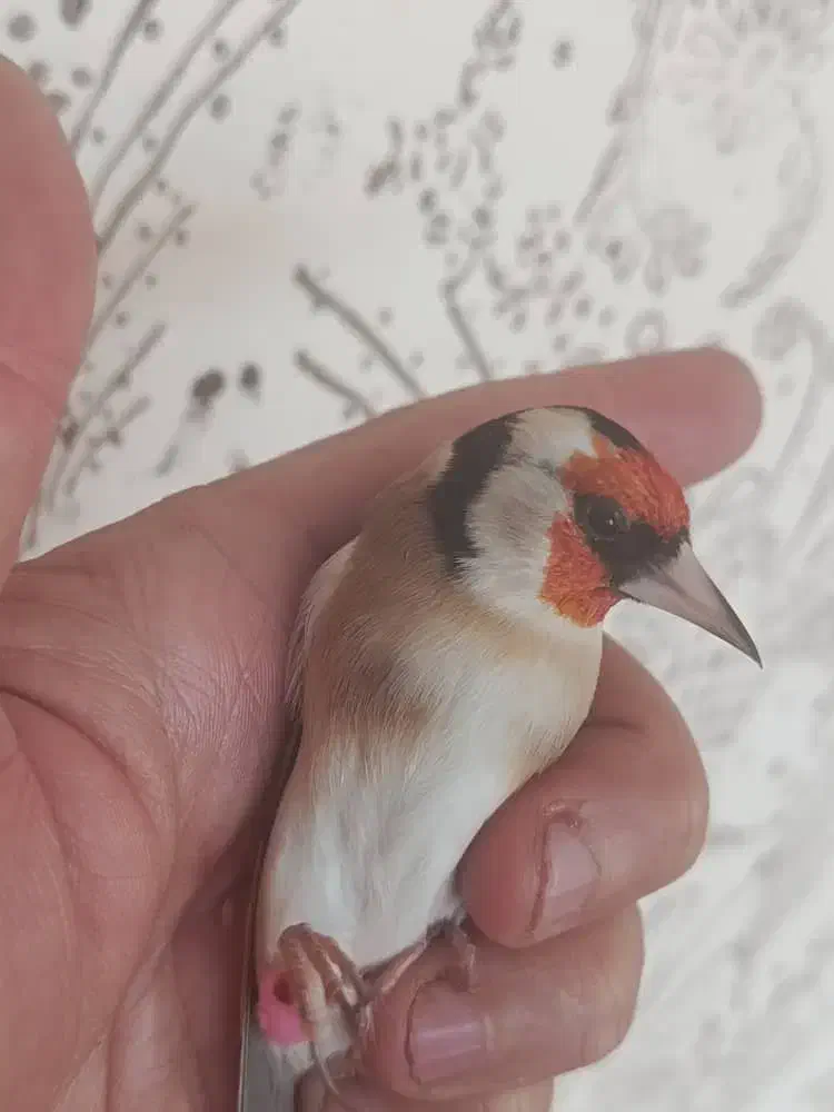 سهره قناری سهره|پرنده|برازجان, |دیوار