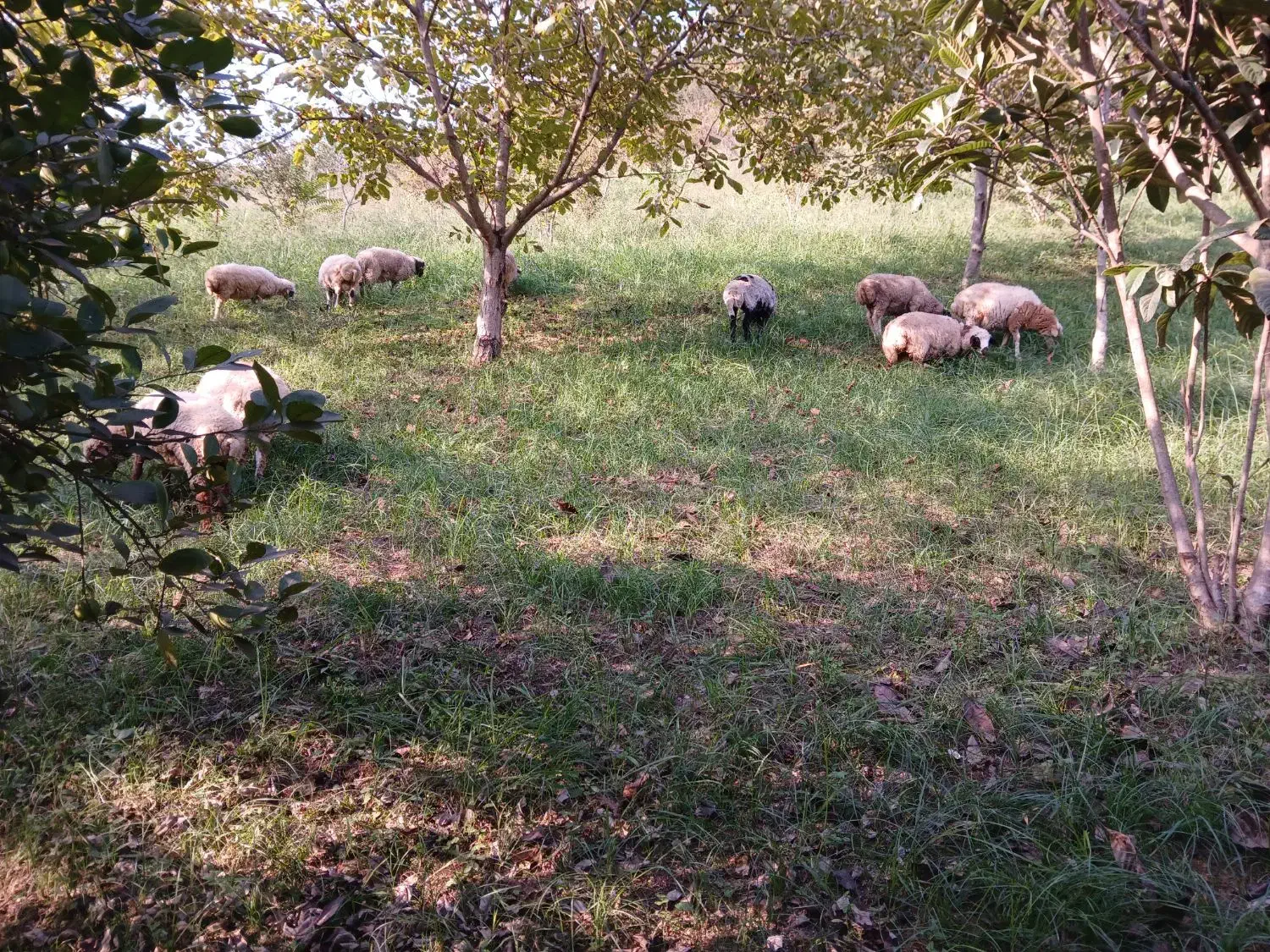 فروش بره گوسفند نر و ماده|حیوانات مزرعه|تالش, هشتپر|دیوار