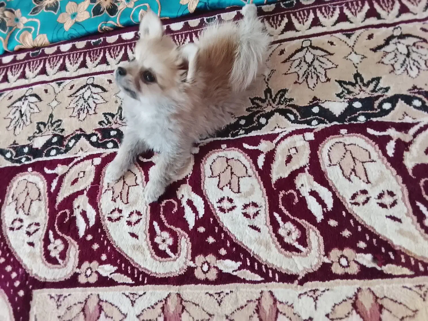 فروش یک سگ پامر خرسی ب فروش میرد|سگ|بم, |دیوار