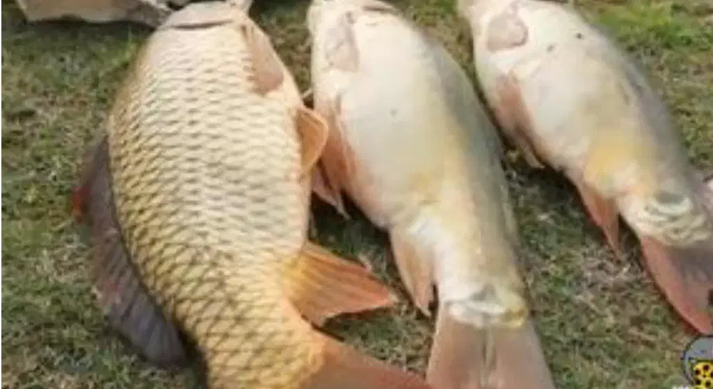 ماهیگیری با طعمه پاشی در دریا|ماهیگیری|فرح آباد, |دیوار