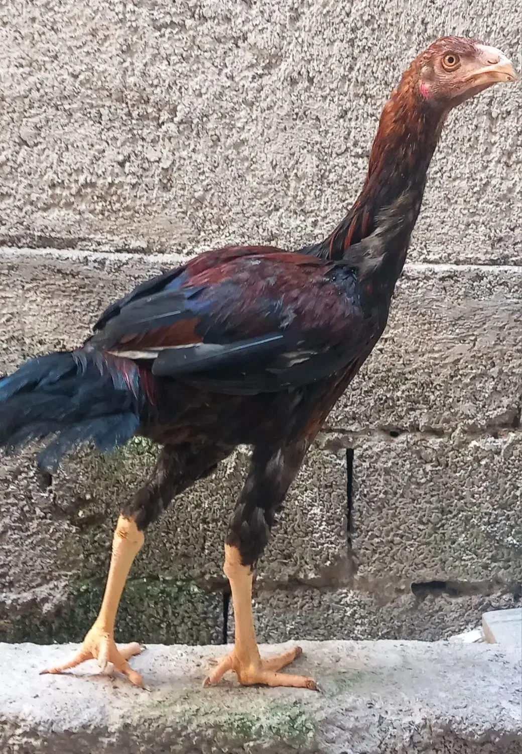 خروس لاری|حیوانات مزرعه|رشت, لاکان|دیوار