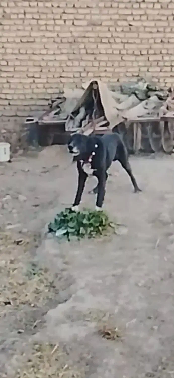 سگ افغان|سگ|قوچان, |دیوار