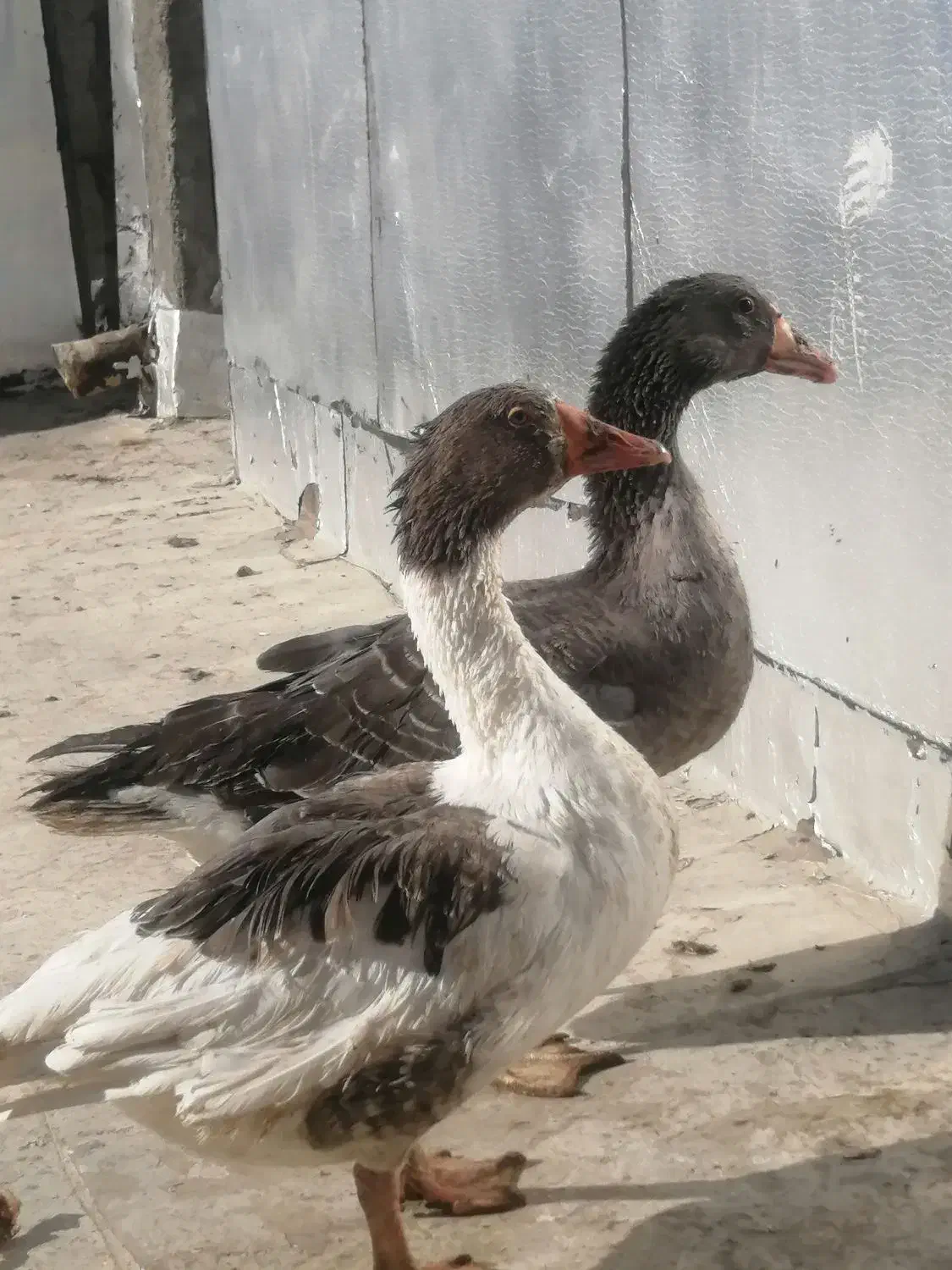 غاز|حیوانات مزرعه|باغ بهادران, |دیوار