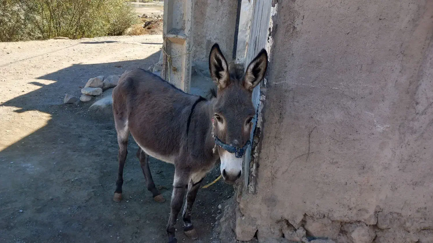 الاغ|حیوانات مزرعه|فیروزآباد (لرستان), |دیوار