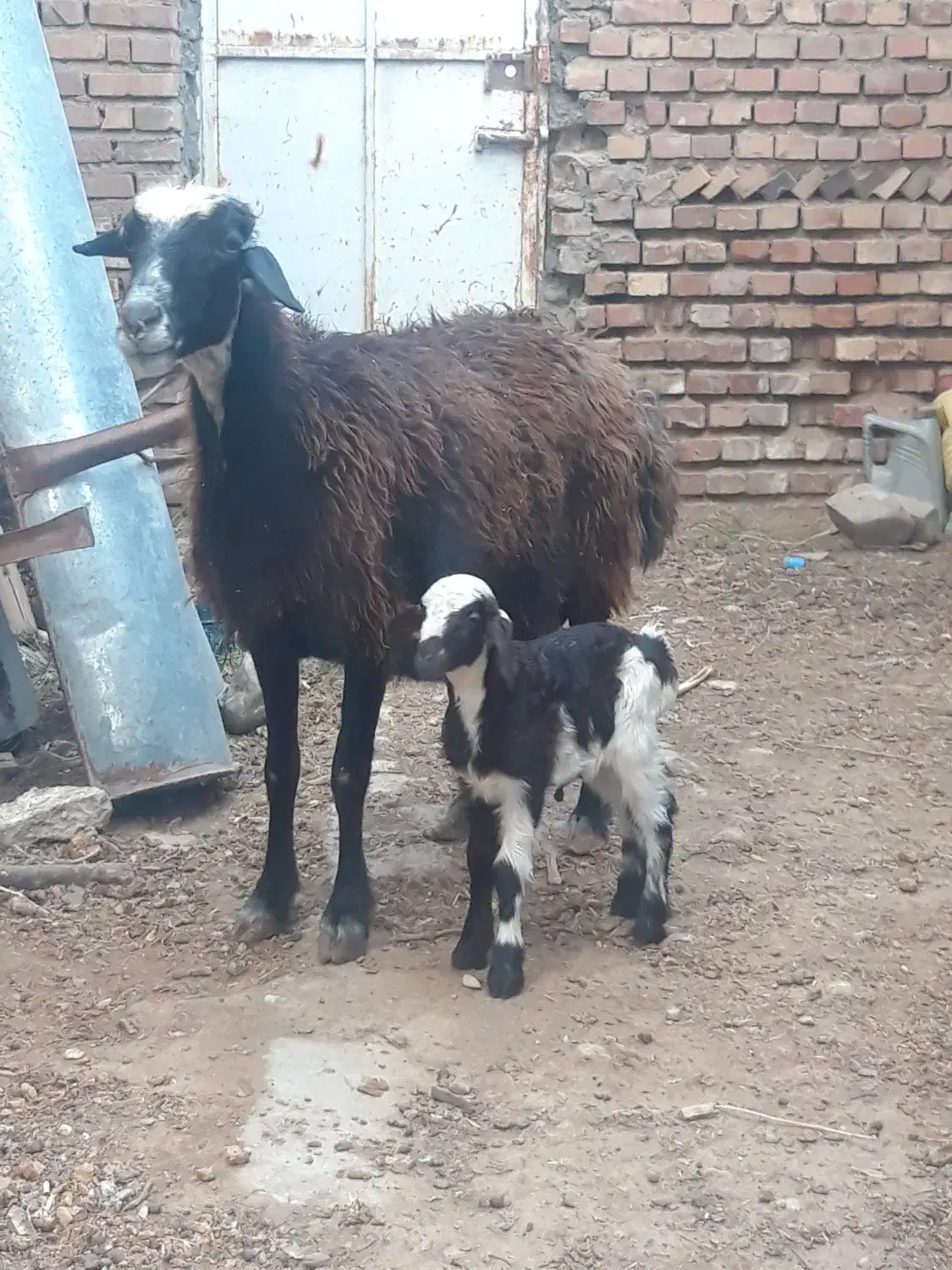 یک راس بره دار دورشت و هیکلی عروسک صحیح سالم|حیوانات مزرعه|گنبد کاووس, |دیوار