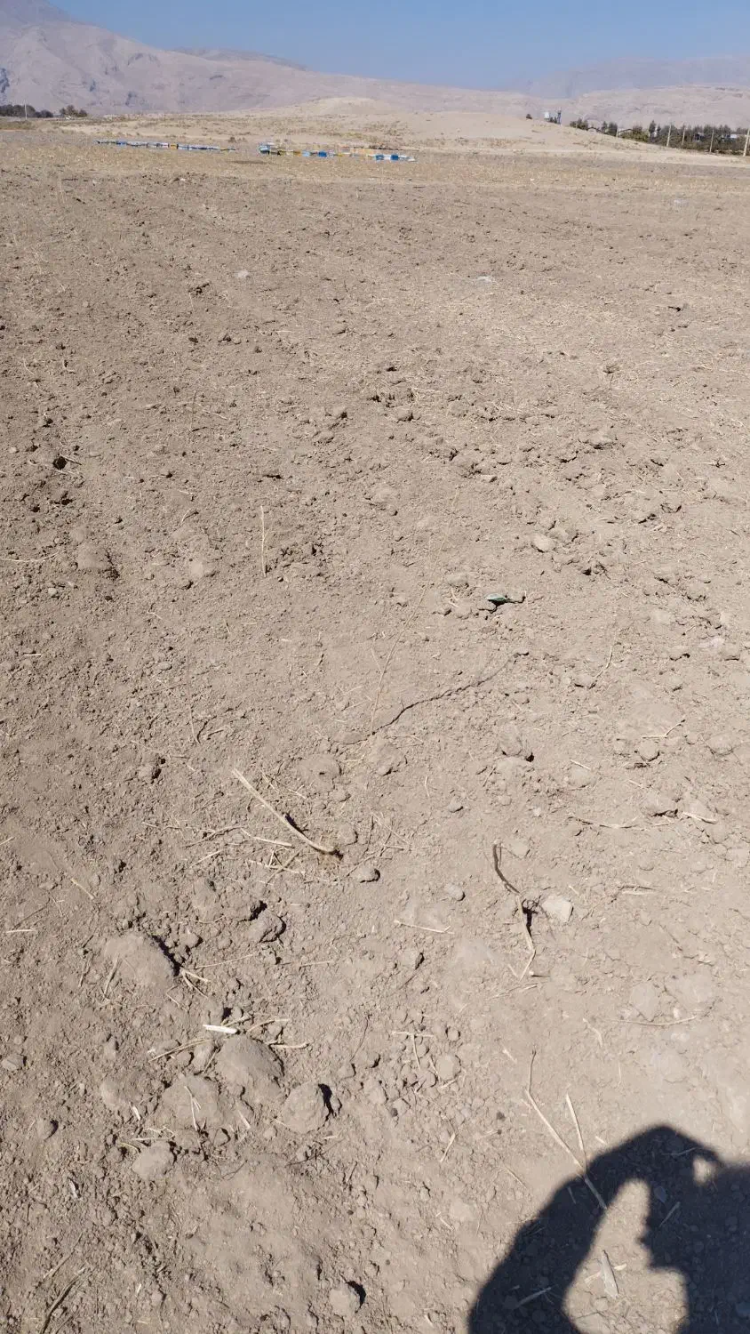 زمین کشاورزی|فروش زمین و ملک کلنگی|سیدان, |دیوار