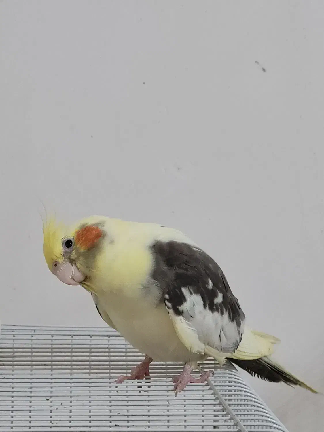 عروس هلندی دوکت|پرنده|رشت, صفاری|دیوار