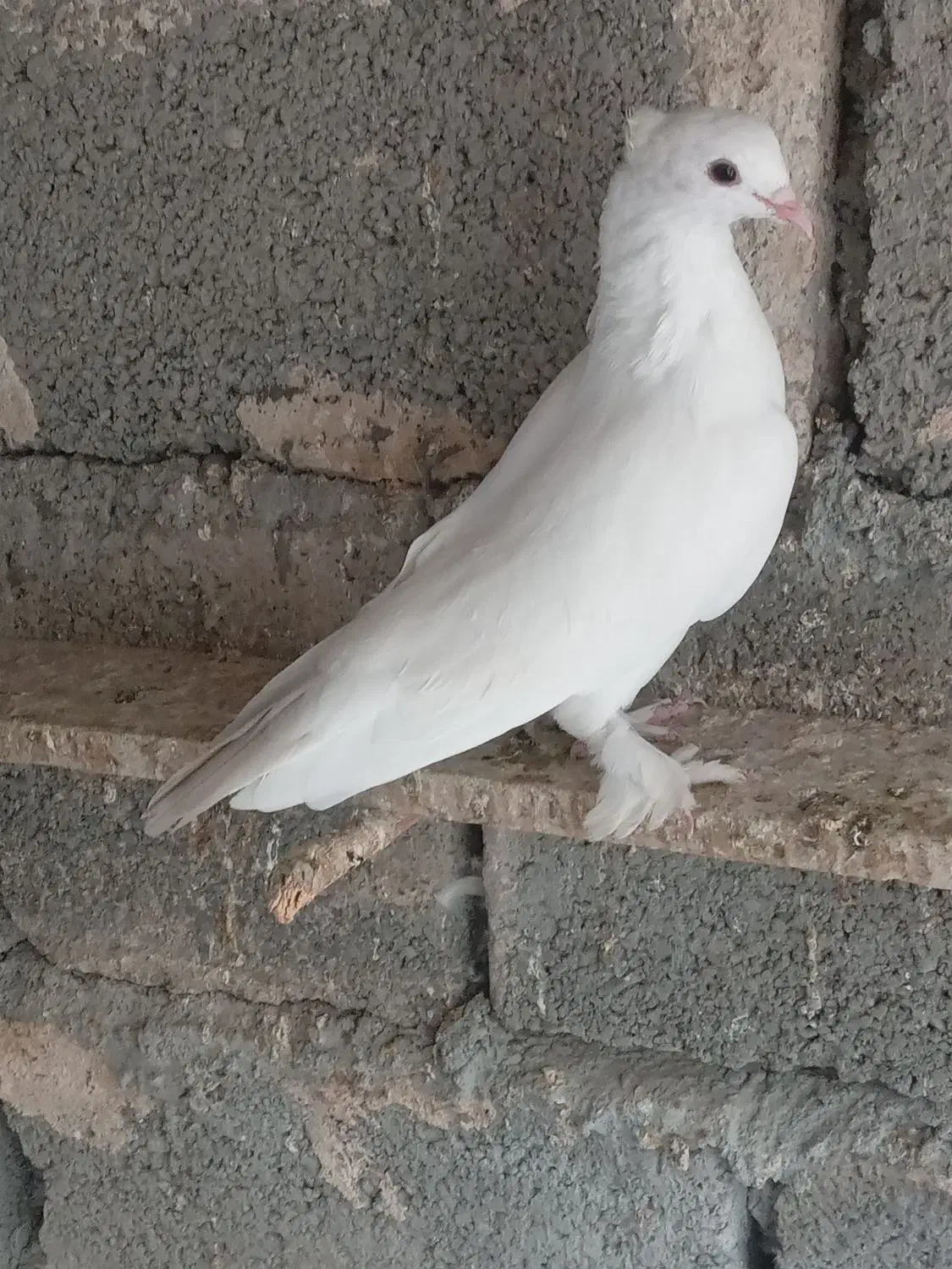 کبوتر گره ودرجاوجوجه گره|پرنده|بندرعباس, |دیوار