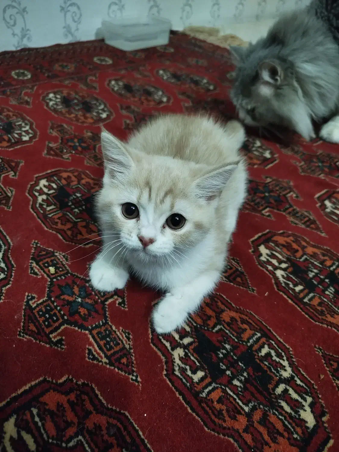 بچه گربه|گربه|مشهد, شهرآرا|دیوار