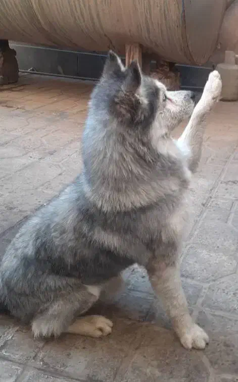 توله هاسکی|سگ|تهران, والفجر (افسریه)|دیوار