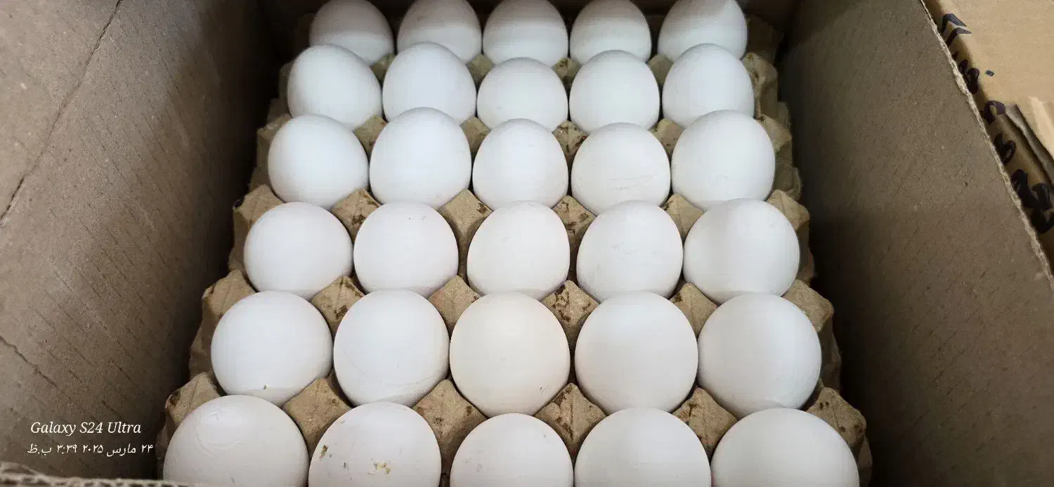 تخم مرغ سفید مخصوص قنادی|خوردنی و آشامیدنی|اصفهان, طامه|دیوار