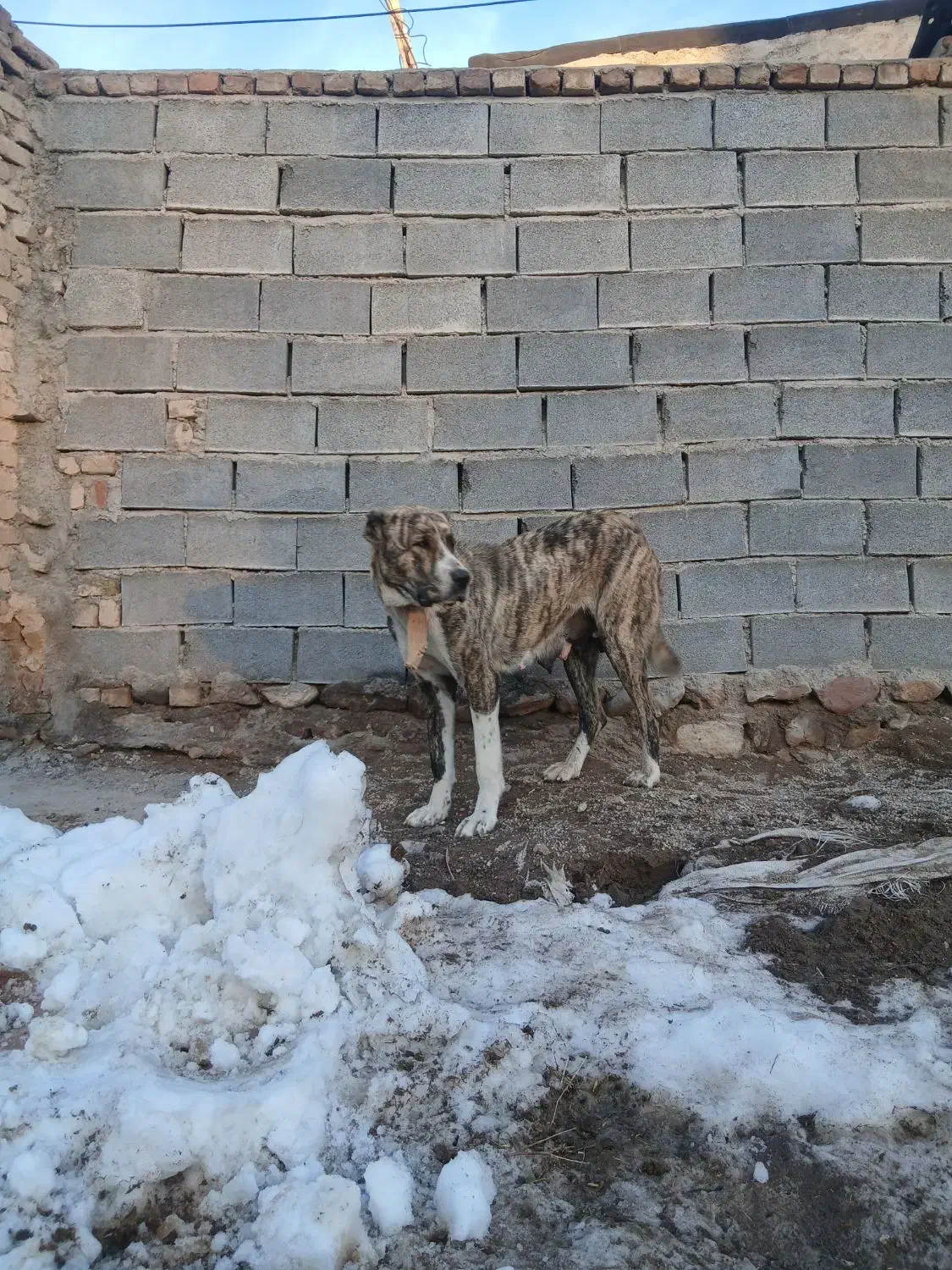 گم شده|حیوانات|سرولایت, |دیوار