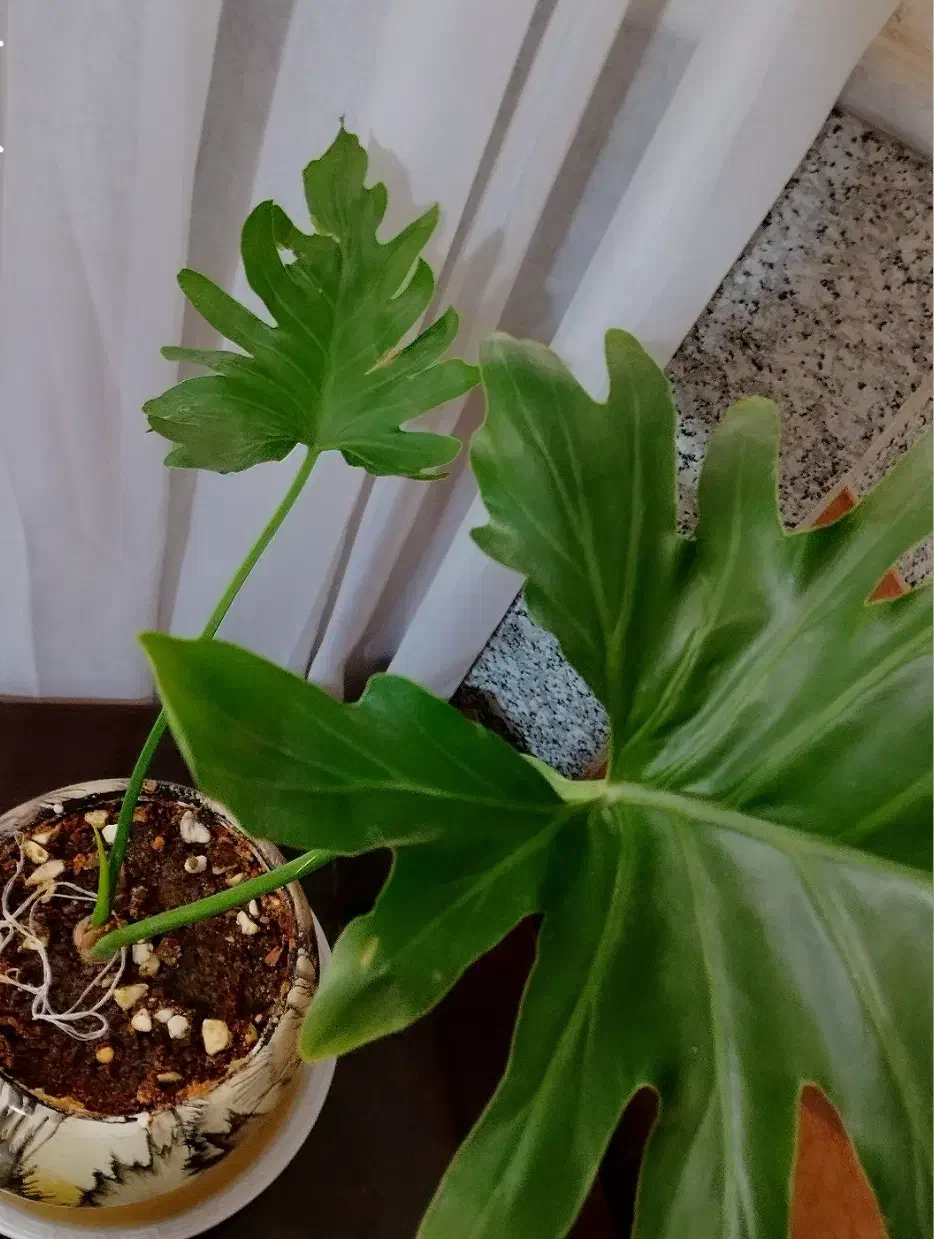 گل و گیاه|گل و گیاه طبیعی|ابهر, |دیوار