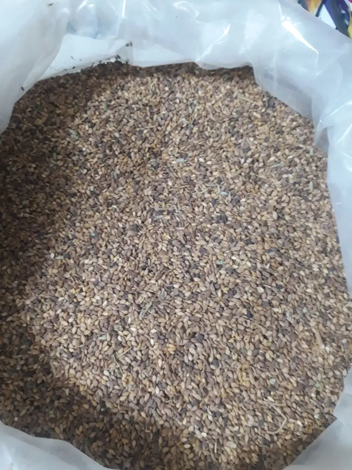 کنجد خام تمیز شسته شده|خوردنی و آشامیدنی|گلبهار, شهر جدید گلبهار|دیوار