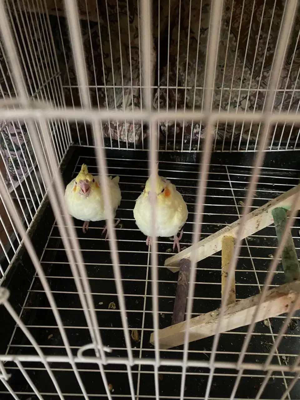 عروس هلندی  سرلاکی|پرنده|نجف‌آباد, صالح آباد|دیوار