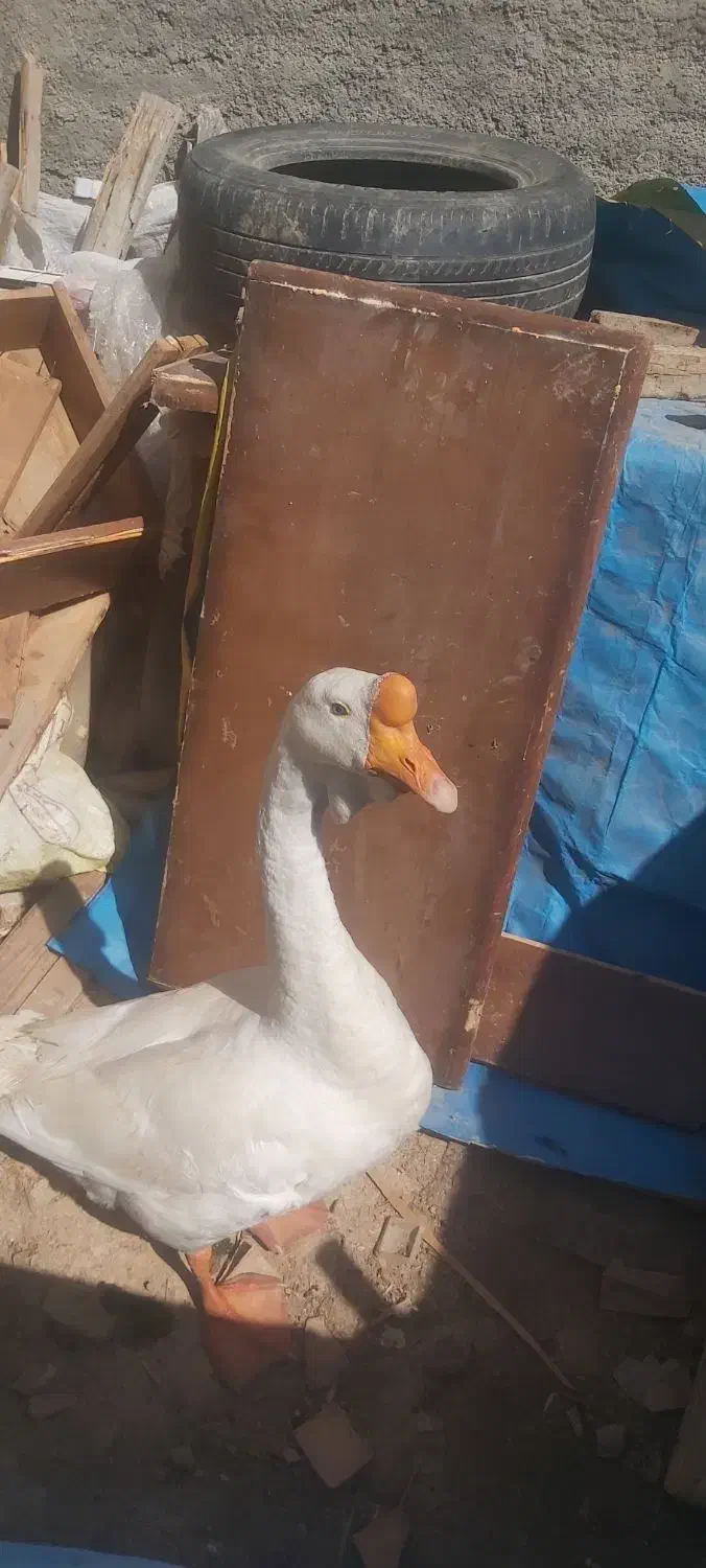 قوقاز|حیوانات مزرعه|گرگان, |دیوار