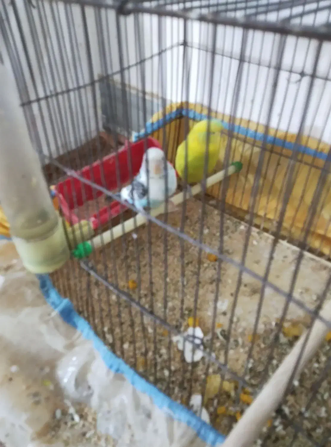 فنچ|پرنده|یاسوج, |دیوار