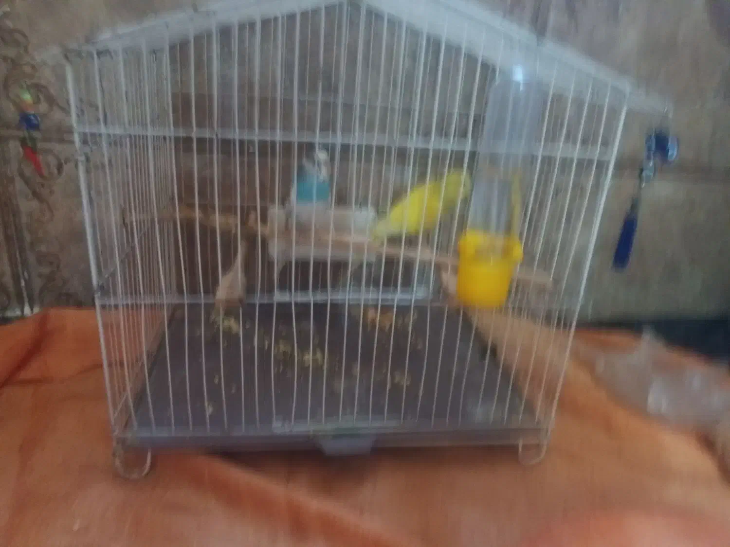 مرغ عشق سالم وسرحال|پرنده|ری, ظهیرآباد|دیوار