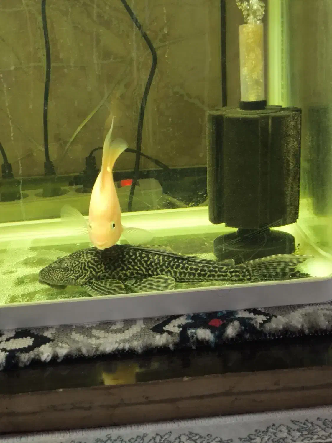 کت فیش(لجنخوار)|ماهی|خرمآباد, |دیوار